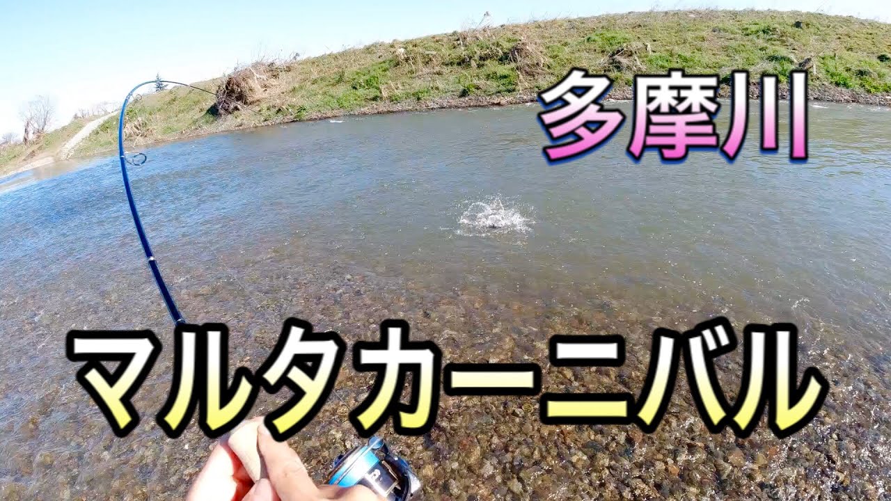 多摩川マルタカーニバル マルタウグイ Youtube