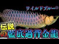 youtube初特集『アロワナ鑑定士』『東京ベイ熱帯魚』伝説の藍底過背金龍ワイルドブルー迫る　『赤井龍一』　SHOP訪問