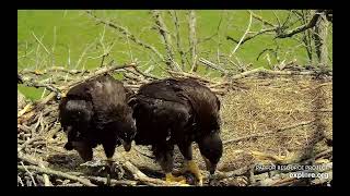 Decorah North Eaglets - Checking out what's over the edge \/ explore.org 5\/7\/24