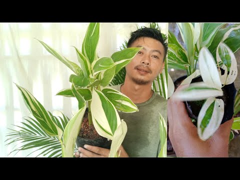 Video: Maranta Arrowroot - Varieties, Care And Cultivation, The Main Problems