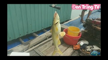 《Chia sẻ điểm câu cá Huyện Cần Giờ》Điểm câu cá úc, cá lù đù, cá ăn giật cần liên tục