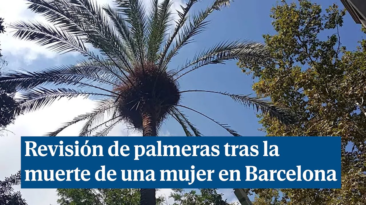 La palmera que aplastó a una mujer en el Raval pudo caer por la falta de riego a causa de la sequía