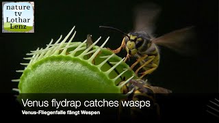 Venus flytrap catches wasps. Venusfliegenfalle fängt Wespen