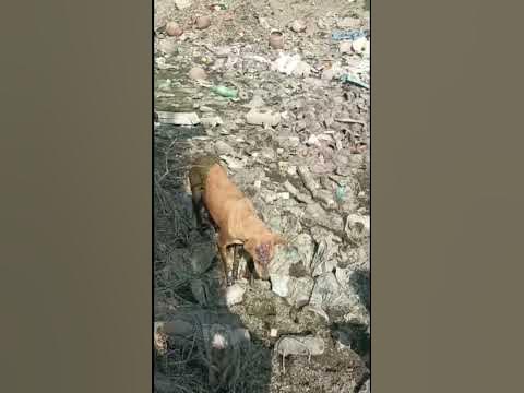 Help Animal 
