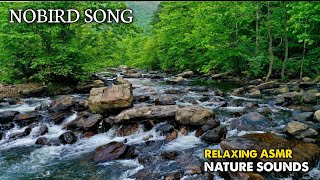 Relaxing River Sounds, Beat Insomnia, Sleeping, Stres Relief, Meditation, Water stream Ambience | 04