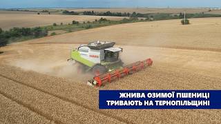 Жнива озимої пшениці тривають на Тернопільщині