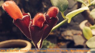 【NCS: No Copyright Sounds】 【Dance Electronic】►Voodoo Like You Do - Huma【BaBuChannel】