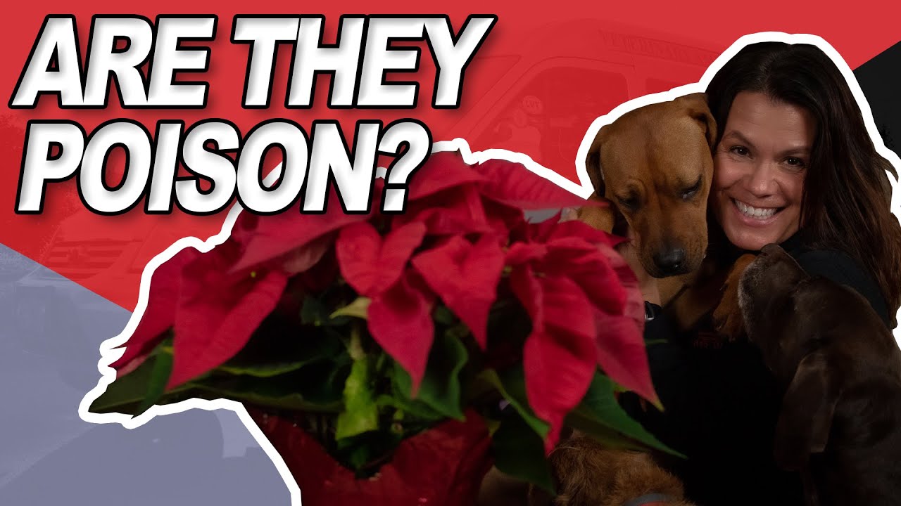 Are Poinsettias Poisonous to Dogs and Cats? Petcare Myths YouTube