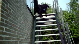 funny flatcoated retriever