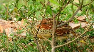 Call of Small Buttonquail