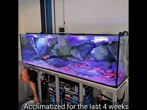800 liter Cichlid Aquarium