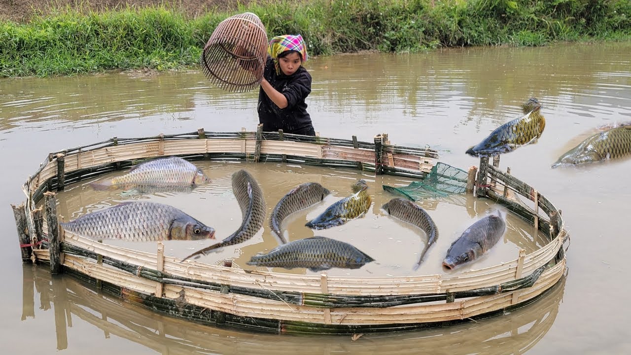 Meet many giant fish in a puddle. Use bamboo as a trap and catch many ...