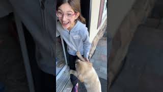 Watch until the end for her reaction it’s worth it!!!! #shorts #puppy #surprise  @Ur_fav_brunette_25