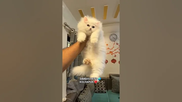 Video 10780121: persian catlover pets, persian cat funny pets