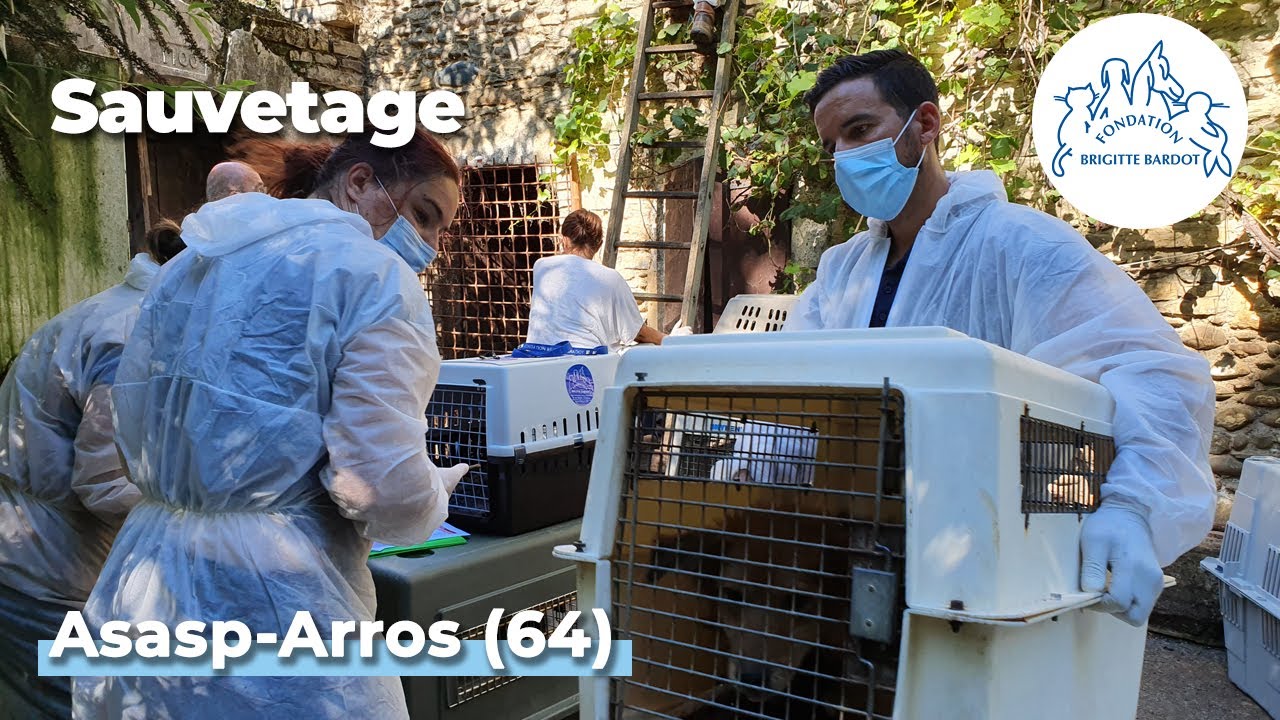 La Fondation Brigitte Bardot sauve 42 chiens dans le sud de la France