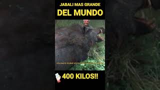 JABALI MAS GRANDE DEL MUNDO!!
