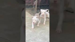 American Pitbul 2 Female Stender Size For Sale Cont Bathinda Punjab 6239526250