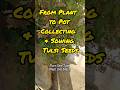 From plant to pot: Collecting &amp; sowing Tulsi seeds #Turn one Tulsi plant to many@Plantwithme786