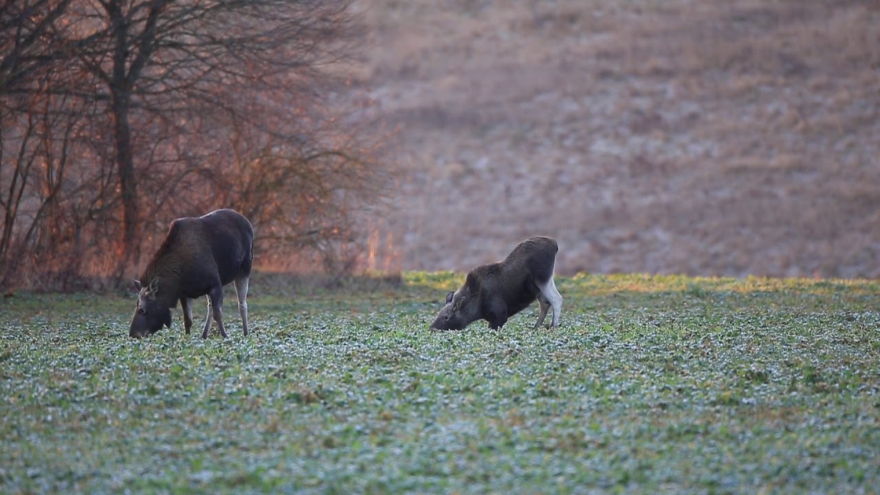 Лосиха и лосенок - YouTube