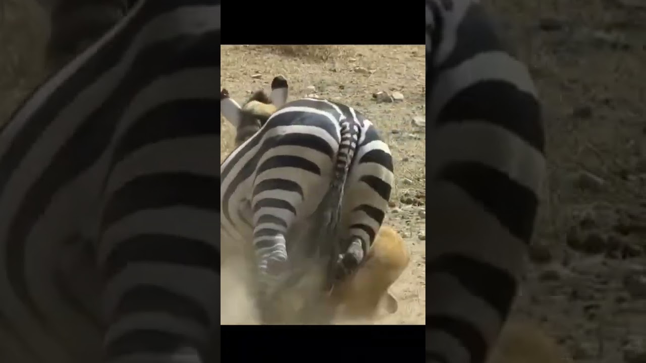 No matter how hard you try, the zebra can't escape the lion