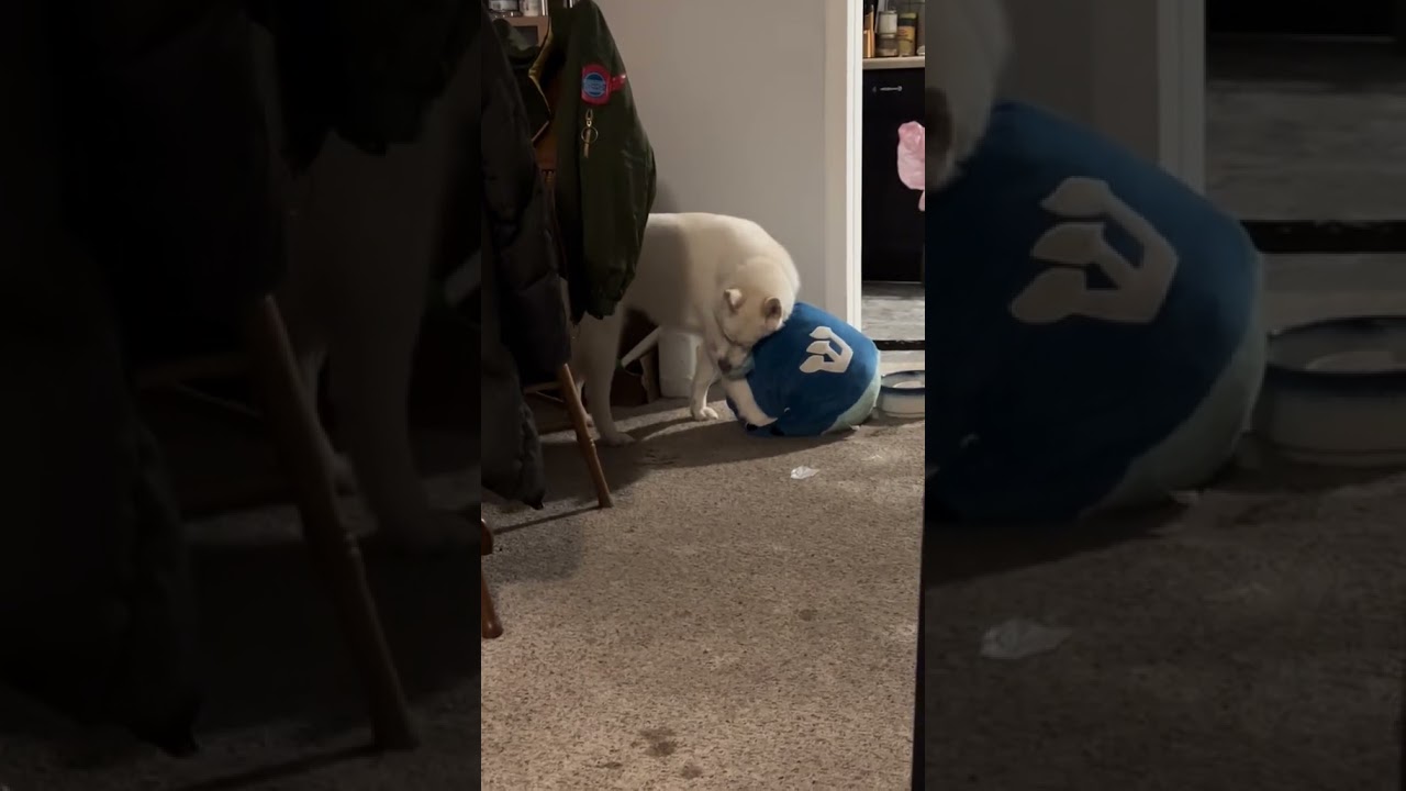 Miss Smacks With Her Giant Plush Dreidel