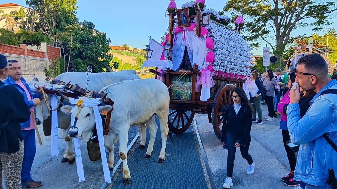 Larino, alla carrese di San Pardo 2025 con il carriere Giuseppe D'Alete