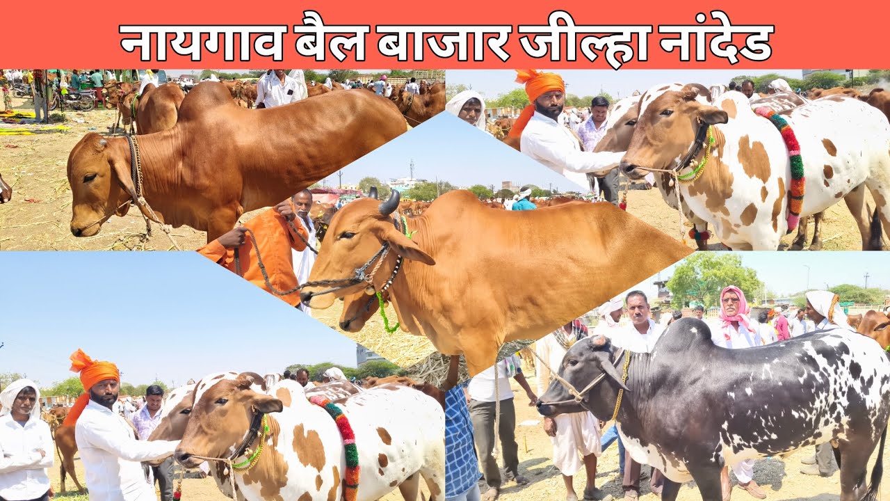 दि.5 मार्च 2026 !!  नांदेड जिल्ह्यातील प्रसीद्ध नायगाव बैल बाजार 