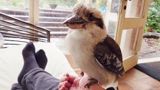 Wild kookaburra chilling on the couch on a rainy day! 🌧
Subscribe for weekly Aussie bird videos! 🦜
Wild kookaburra chilling on the couch on a rainy day! 🌧
Just a note as well for anyone wanting to know that the treat was a Wombaroo Insectivore meat mix, more details can be found here: https://www.wombaroo.com.au/wp-content/uploads/2020/12/Wombaroo-Bird-Booklet.pdf
If you would like to support Australian wildlife and the production of future videos you can buy me a $1 coffee here: www.buymeacoffee.com/bboa
50% of the funds will be donated to various wildlife charities and the other 50% will go towards production costs of future videos allowing me to create higher quality videos showcasing a wider range of Australian animals.
Weve donated $200 to Wildlife Victoria, $200 to North Queensland Wildlife, $100 to A Better Life for Foster Kids, $400 to rare genetic diseases + $728 donated from our amazing fans.
Please check with your local wildlife experts before offering any food to the native wildlife in your area. What I offer these birds is an occasional treat and only a tiny portion of their overall diet.
More information can be found at these resources:
https://www.brisbanebirdvet.com.au/wp-content/uploads/Good-Practice-when-Feeding-Wild-Birds.pdf
https://www.wombaroo.com.au/wp-content/uploads/2020/12/Wombaroo-Bird-Booklet.pdf
Backyard Birds of Australia Cute Birb Videos Wild kookaburra chilling on the couch on a rainy day! 🌧
