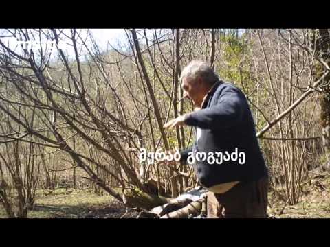 \"ახალგაზრდა რეპორტიორი\" -   მეწყერისგან ჩამონგრეული სახლი ძიმითში