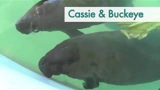Cassie & Buckeyes Story | SeaWorld Orlando