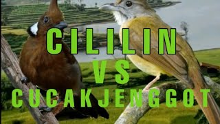 Download Lagu Masteran MURAI BATU suara 2 in 1 MP3