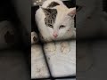 怪我をしてる猫、原因は歯からでした。野良猫保護、救助#捨て猫#Stray cat protection and rescue #Abandoned cats, injured cats