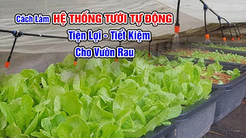 Cách trồng rau tưới nước tự động rất tiện lợi