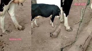 90145 33447 ఆవు అమ్మబడును తెలంగాణ సంగారెడ్డి cow for sale Telangana sangareddy गाय तेलंगाना बेचना