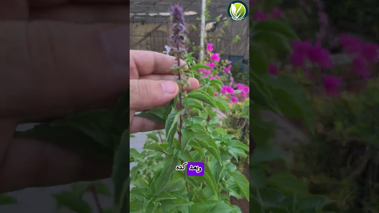 زراعة الريحان ب البذور 🌿🌸 #اشجار #plants #زراعة_الأسطح #زراعة #اكسبلور #garden