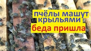 #Пчёлы  машут крыльями на рамках. Что это значит? И к чему готовиться на пасеке.