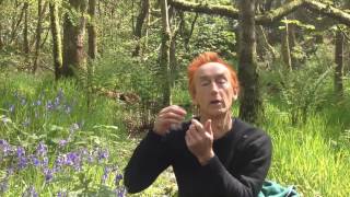 Have you ever Kissed a Bluebell - E415 - by youtubeshaman.com