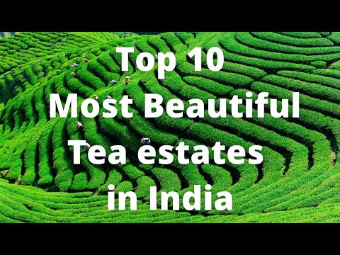 Video: Top Places to Visit India Tea Plantations