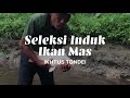 Sortir Induk Ikan Mas | Tondei Ikhtus