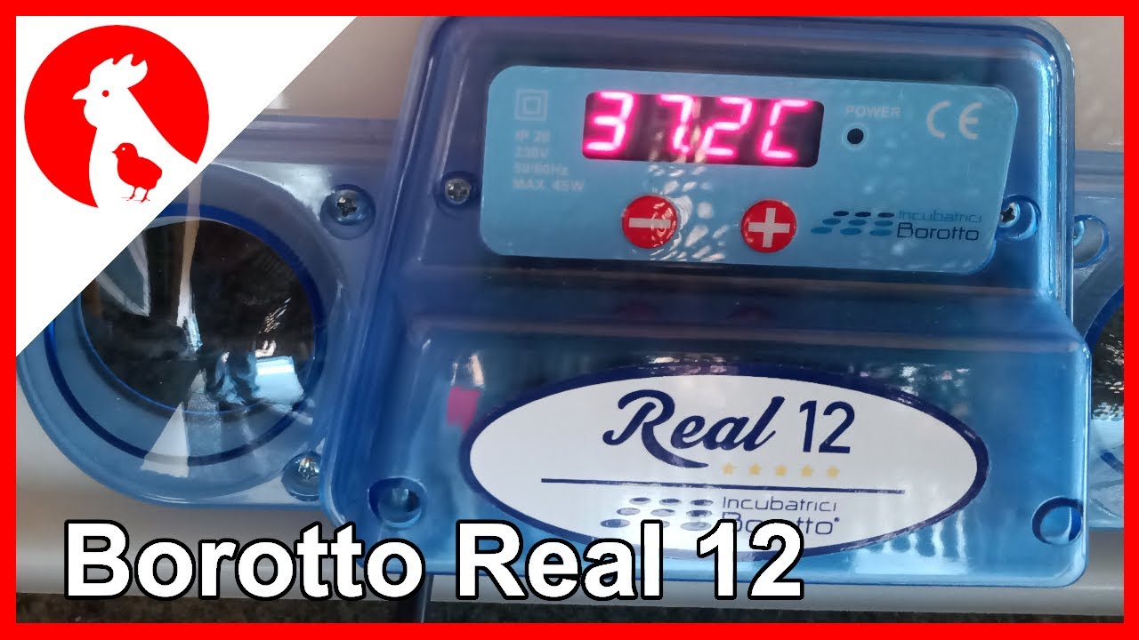 045 - Chin. Zwergwachteln im Borotto Real 12 ausbrüten - ging voll in die Hose - Jensman and the 🐔