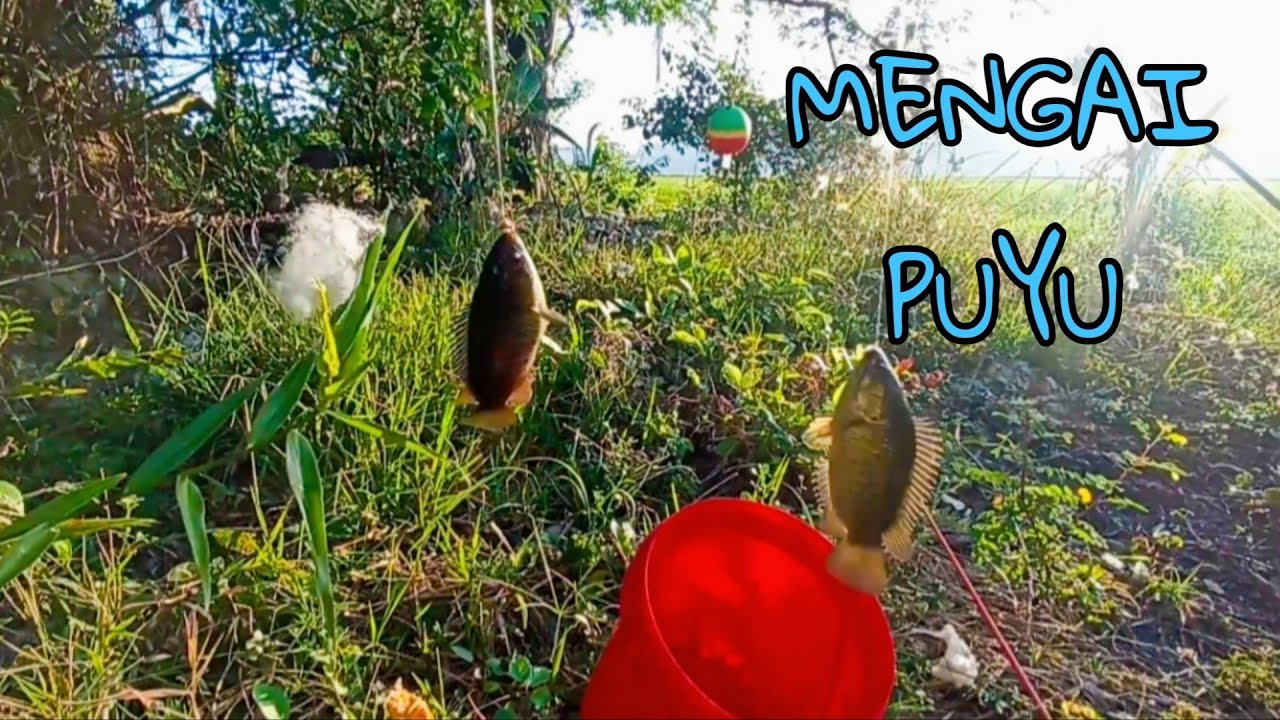 #EP857 Makin Panas Makin Menjadi - mancing ikan puyu/betuk