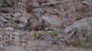 Lesser Nighthawk  Short Documentary