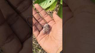i rescue little rat 🐁 🤩😍 #comedy #shortsviral #hindufestival #ganvkilifestyle #trend #trendingshorts