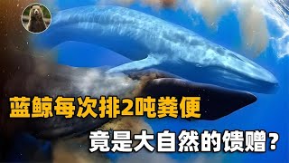 The blue whale discharges 2 tons of feces each time  which is regarded as a natural gift! Japan use