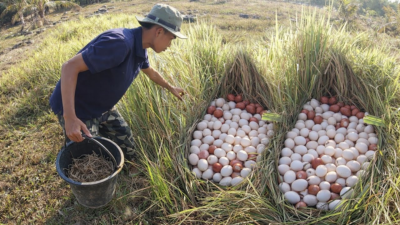 Amazing Harvest: Duck Eggs Found in Straw
