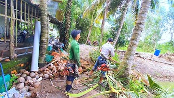 Mạo Hiểm Cưa 2 Cây Dừa Cạnh Điện Cao thế Vua Vượn Miền Tây Tháp 10 Quá Căng Thẳng
