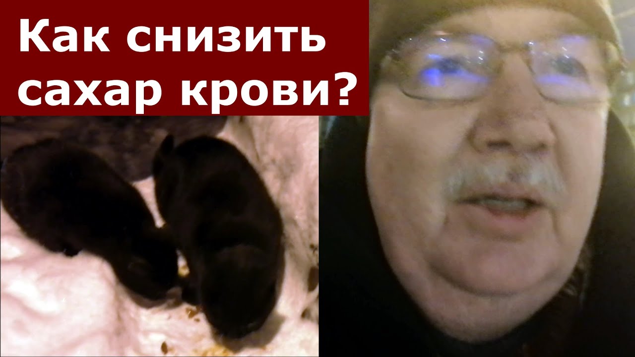 Как я борюсь с преддиабетом - продолжение. Кормление котов и синдром ...