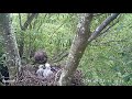 Nesting buzzards