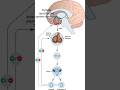 #nursingexam2025#femalereproductivesystemhormones #female#hormones#cgvyapam#ssc#yt#ytshorts#2025