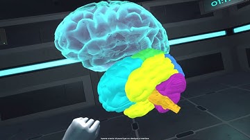 Knowledge Transfer in a Immersive Virtual Reality Neuroanatomy Group-Based Game